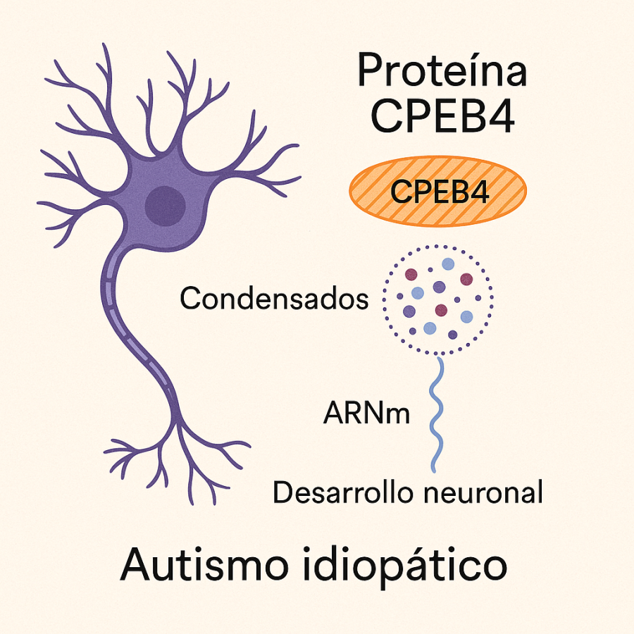 Descubren el vínculo entre la proteína CPEB4 y el autismo idiopático